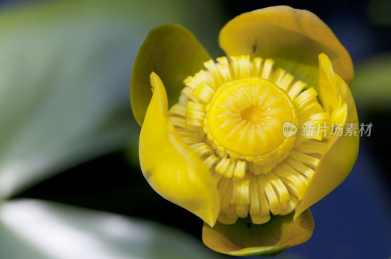 黄色的水百合(Nuphar lutea)花在特写